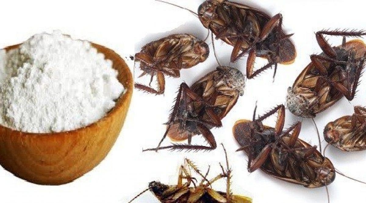 Voici des astuces naturelles pour se débarrasser des cafards à la