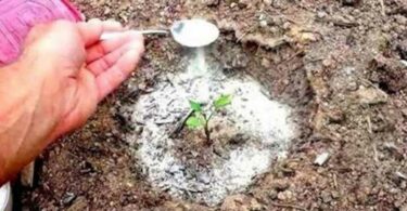 Le-bicarbonate-de-soude-est-le-meilleur-ami-du-jardinier-voici-10-utilisations-astucieuses-dans-le-jardin