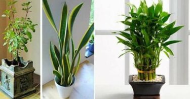 11 plantes qui attirent le bonheur l’énergie positive et la prospérité dans votre maison