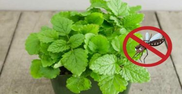 13 plantes anti-moustiques répulsives et efficaces