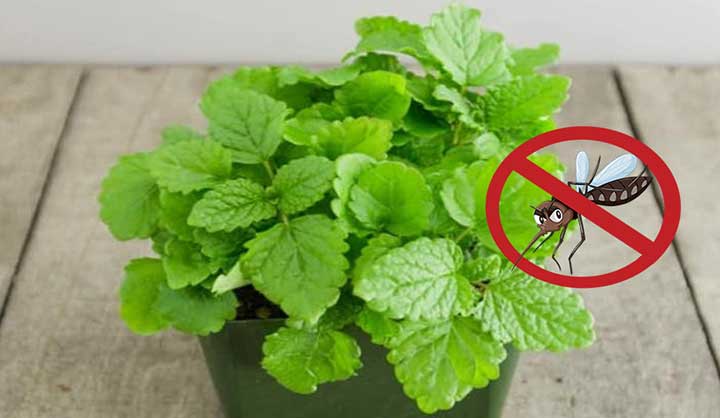 13 plantes anti-moustiques répulsives et efficaces