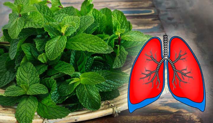 Ces-10-plantes-nettoient-vos-poumons-et-previennent-la-bronchite-lasthme-et-le-rhume