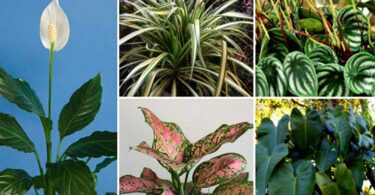 10 plantes d’intérieur qui n’ont pas besoin de soleil pour pousser