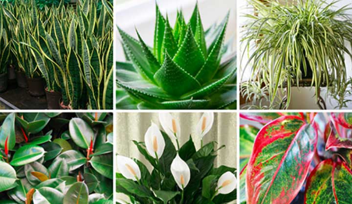 Mettez au moins une de ces 6 plantes dans votre maison pour purifier l’air et éliminer les toxines