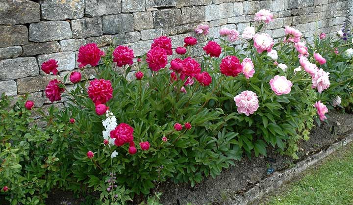 PLANTER DES PIVOINES OUQUAND ET COMMENT ?