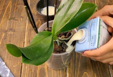 Jardinage : 5 étapes certaines pour prendre soin d’une orchidée