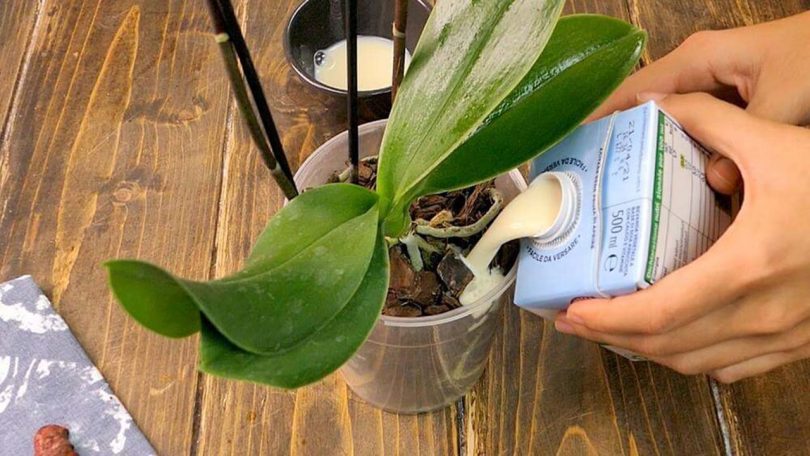 Jardinage : 5 étapes certaines pour prendre soin d’une orchidée