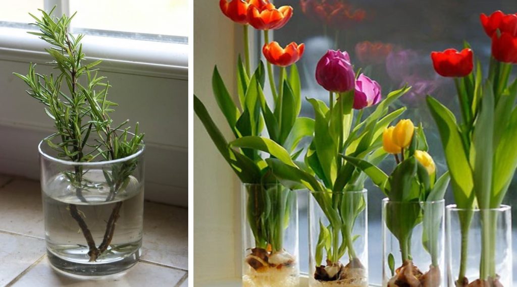 10 fleurs et plantes que vous pouvez facilement cultiver dans un verre d’eau pour que votre maison sente toujours bon