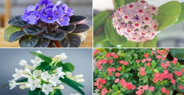 6 plantes d’intérieur qui résistent à l’air sec et à la poussière