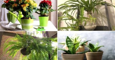 9 Plantes d’Intérieur Qui Nettoient l’Air de Votre Maison SANS Rien Faire