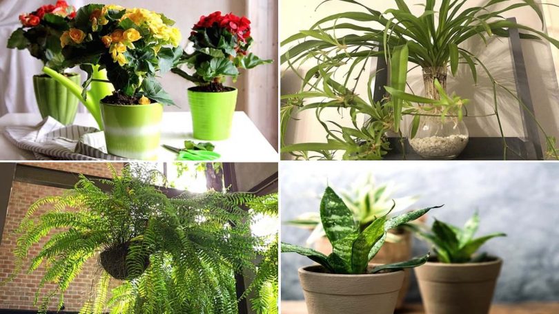 9 Plantes d’Intérieur Qui Nettoient l’Air de Votre Maison SANS Rien Faire