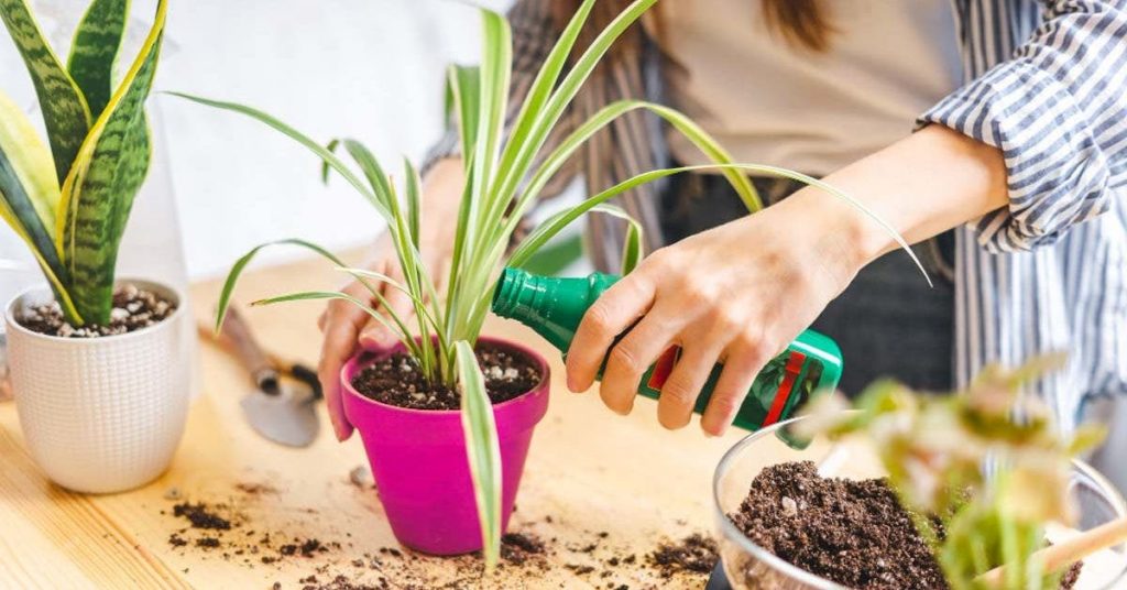 Comment prendre soin des plantes d’intérieur en hiver ? 4 règles indispensables