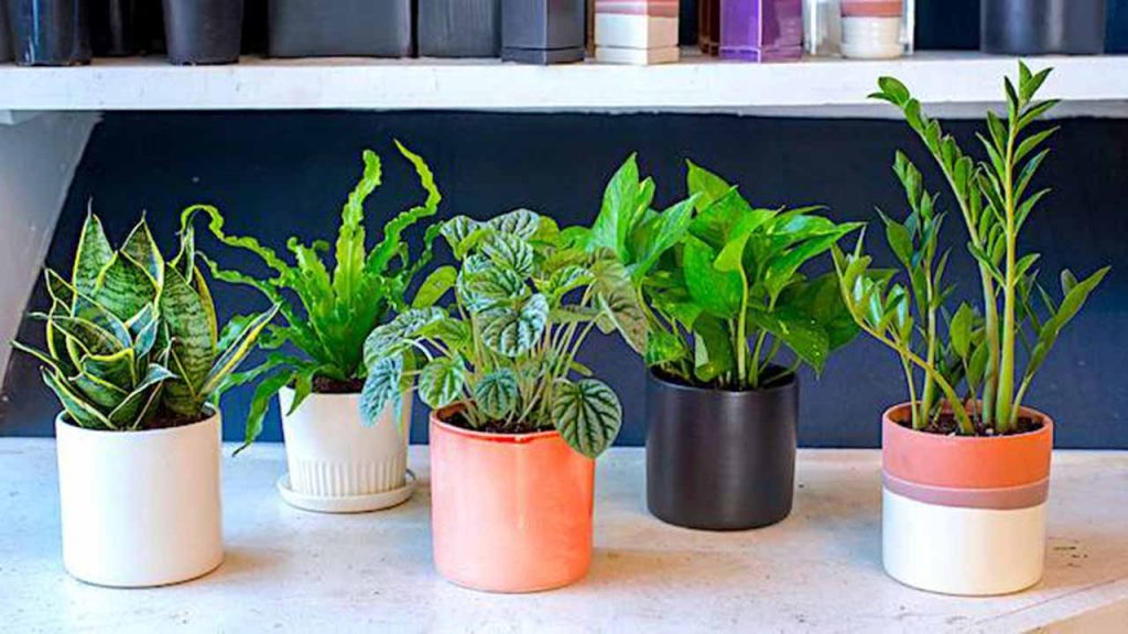 10 Plantes Impossibles à Faire Crever (Même Si Vous N’avez Pas la Main Verte)