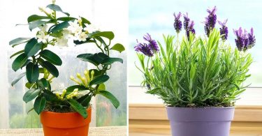 6 plantes qui parfument votre chambre et qui permettent de bien dormir