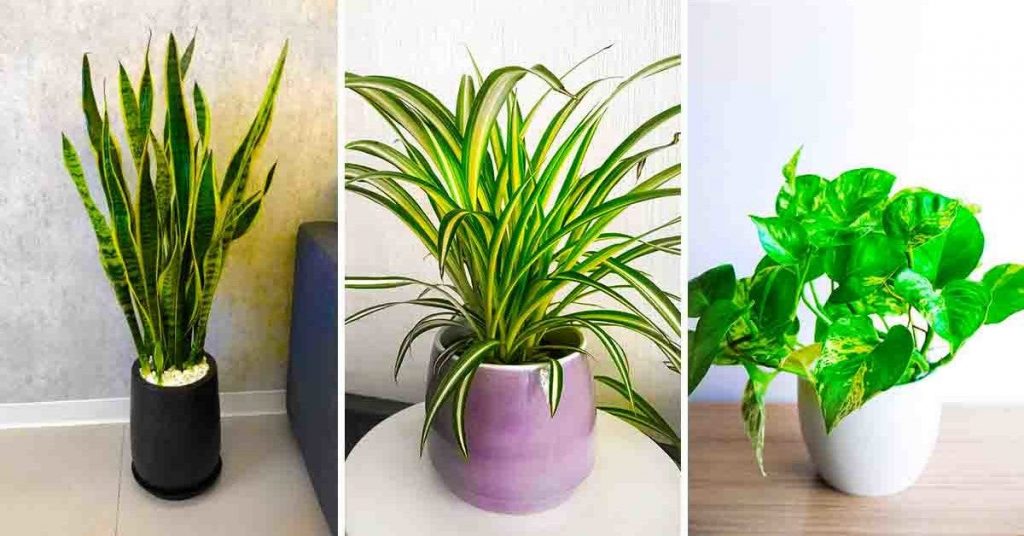 Si vous avez l’une de ces 7 plantes chez vous : prenez-en soin car vous avez un trésor à la maison