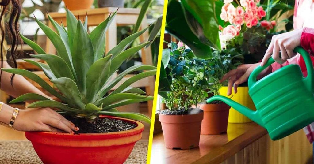 5 conseils les plus importants pour prendre soin de vos plantes d’intérieur pour ne pas les tuer