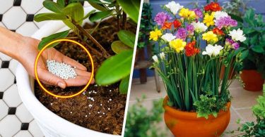 4 astuces magiques pour faire fleurir vos plantes toute l’année