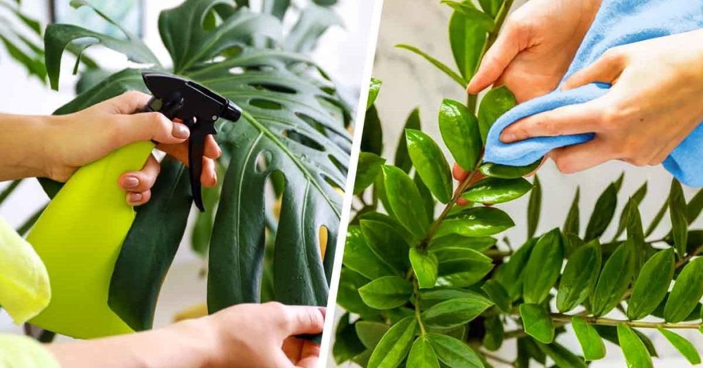 Comment préparer les plantes d’intérieur pour le printemps ? 9 étapes pour une croissance parfaite