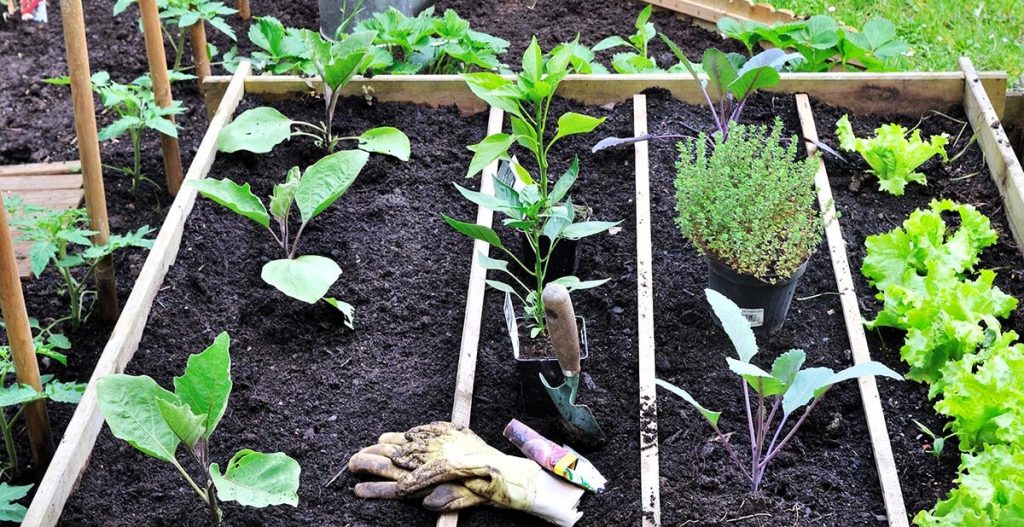 Quoi faire au potager de mi-février à fin mars ?