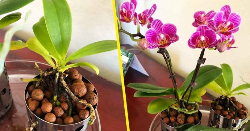 Voici comment entretenir les orchidées pour les conserver des années