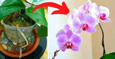 Mes 7 Secrets Pour Faire Refleurir une Orchidée à Tous les Coups.