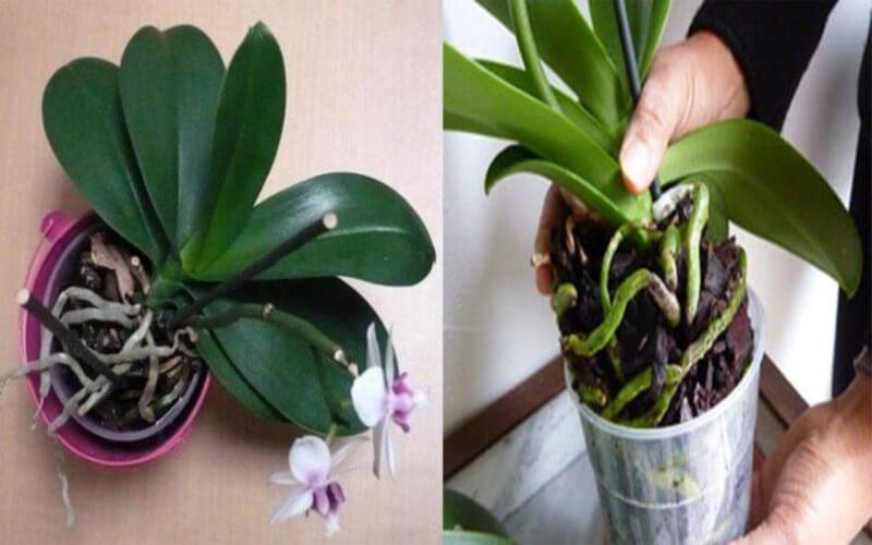 Pourquoi les racines de l’orchidée débordent du pot?