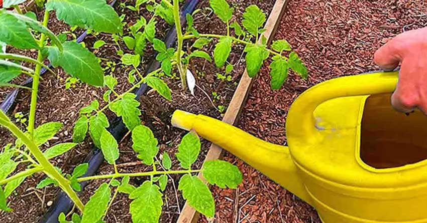 Un engrais naturel qui fait pousser les tomates 10 fois plus vite