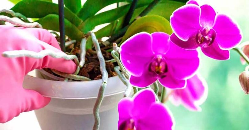 Voici comment récupérer une orchidée qui a des racines pourries