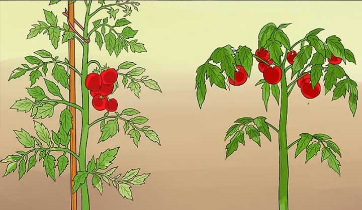11 astuces pour que vos tomates poussent parfaitement