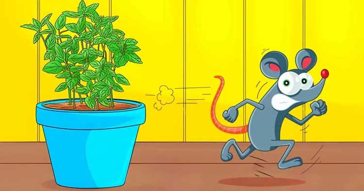 6 plantes répulsives qui éloignent les rats et les souris de la maison