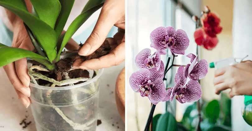 Comment faire pousser de belles orchidées à la maison ? 4 secrets à connaitre