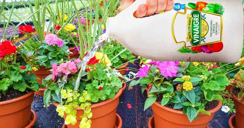 Comment utiliser le vinaigre blanc dans le jardin ?