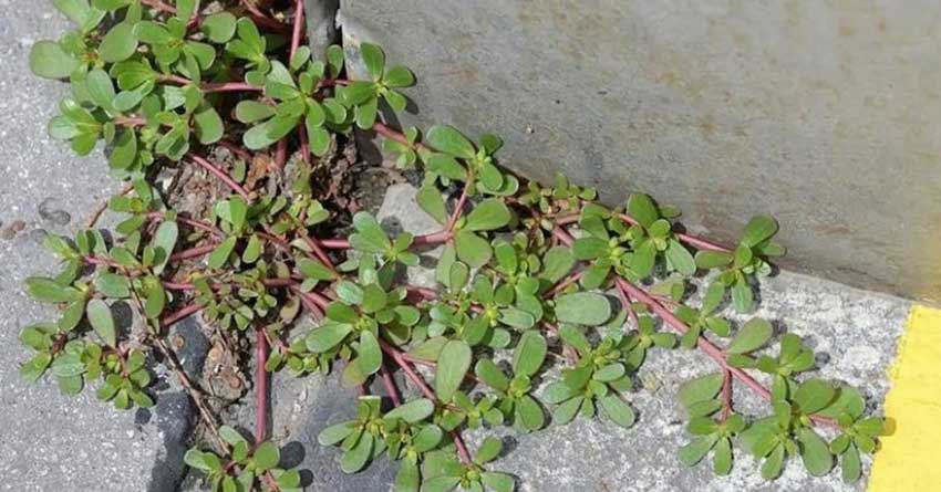 N’arrachez surtout pas cette mauvaise herbe si elle pousse dans votre jardin. Voici pourquoi