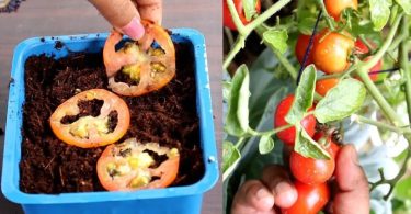 10 étapes pour obtenir 22 à 35 kg de tomates de chaque plante que vous cultivez