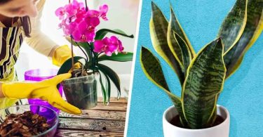 10 plantes que vous n’aurez presque jamais besoin d’arroser