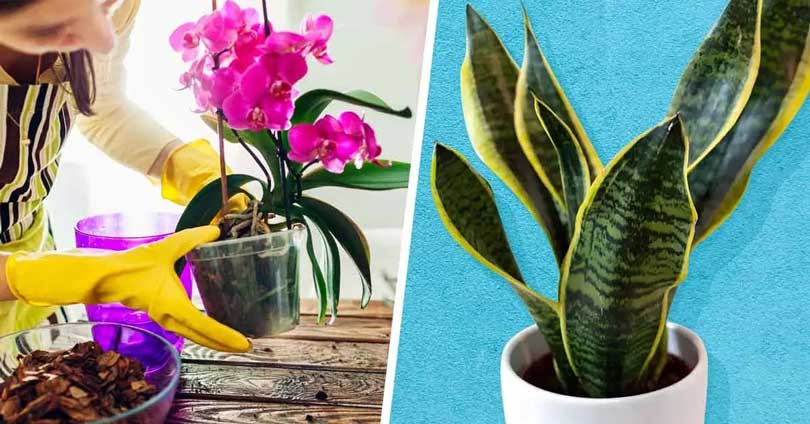 10 plantes que vous n’aurez presque jamais besoin d’arroser