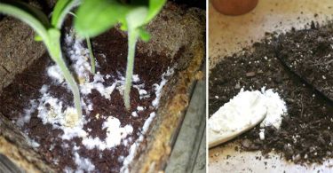 Bicarbonate de soude est le meilleur ami du jardinier : voici 10 utilisations astucieuses dans le jardin