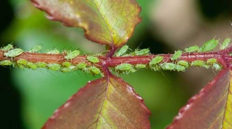 L'Insecticide Naturel Que Tous les Jardiniers Devraient Connaître.