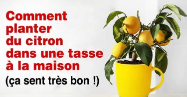 Oui, il est possible de faire pousser du citron dans une tasse à la maison