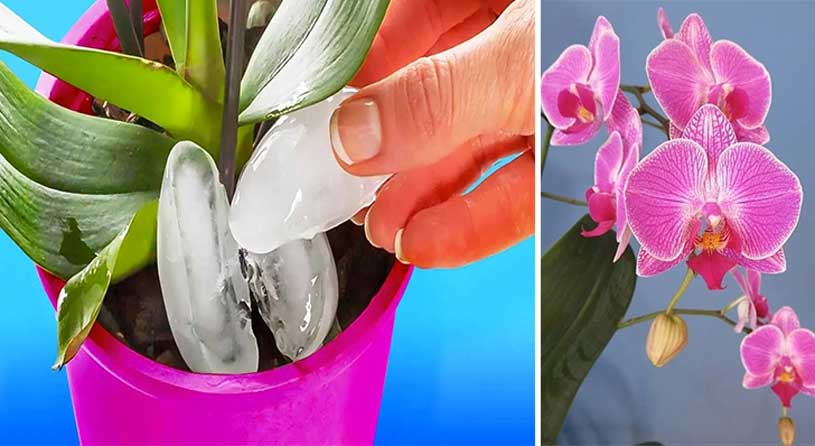 Versez des glaçons sur vos orchidées : l’astuce géniale des jardiniers expérimentés