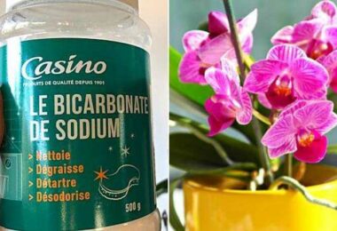 4 Bonnes Raisons de Mettre du Bicarbonate Dans Vos Orchidées.