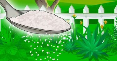 Pourquoi est-il important de verser du sucre dans le jardin ? L’astuce des jardiniers malins
