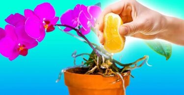 Pourquoi faut-il arroser les orchidées avec du jus de citron? 3 bienfaits que vous ne connaissez pas