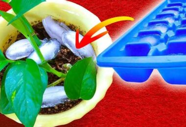 Pourquoi faut-il mettre des glaçons dans les pots de plantes ? L’astuce qui change tout