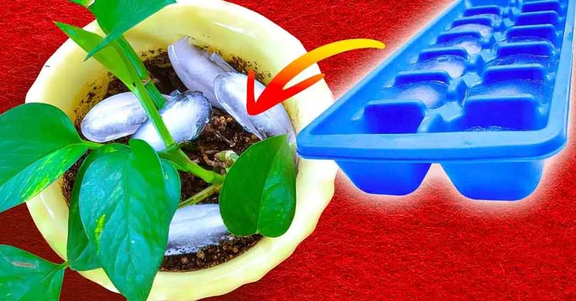 Pourquoi faut-il mettre des glaçons dans les pots de plantes ? L’astuce qui change tout