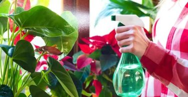 Pourquoi faut-il vaporiser les plantes d’intérieur avec de l’eau et du vinaigre ? Une astuce peu connue