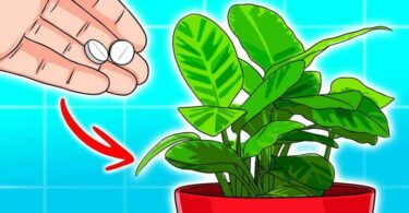 Qu’arrive t’il lorsque vous jetez de l’aspirine sur vos plantes ? L’astuce des jardiniers expérimentés