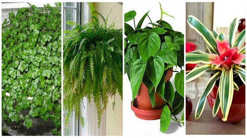 Voici 9 Plantes d'Intérieur Qui Nettoient l'Air et Qui Sont Quasi Increvables.