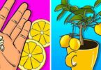 Voici comment faire pousser un citronnier dans une tasse qui parfumera toute la maison