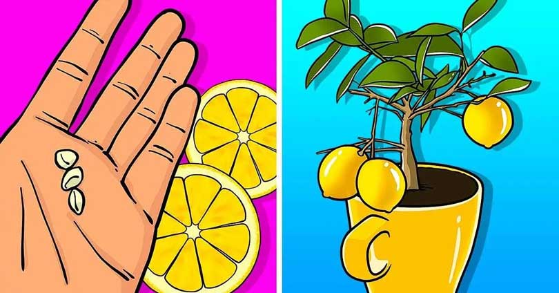Voici comment faire pousser un citronnier dans une tasse qui parfumera toute la maison